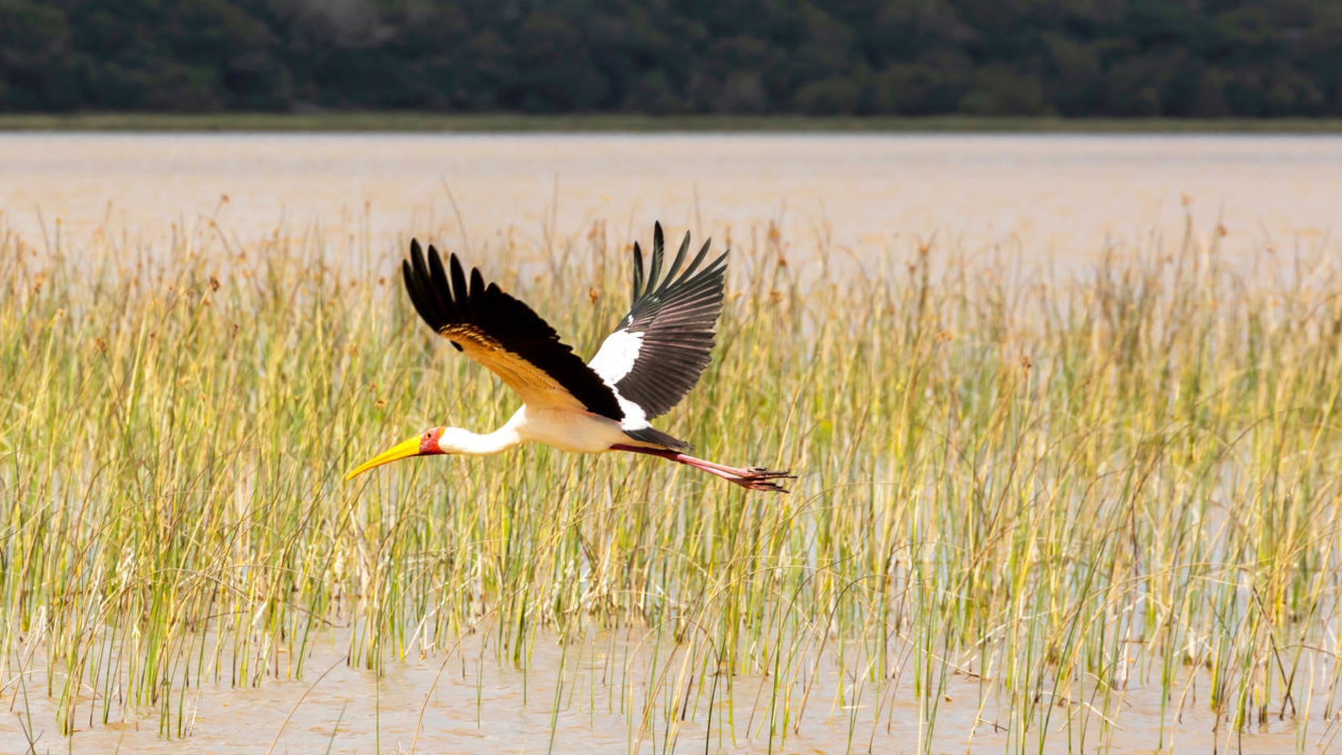 Safari-Highlights bei Johannesburg und Baden in Mosambik